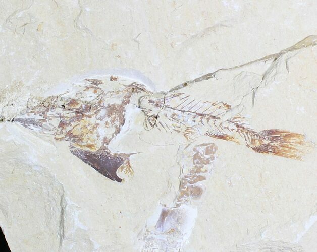 Cretaceous Crusher Fish (Coccodus) - Lebanon #28197